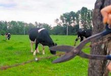 5 años a la cárcel por robar y faenar una vaquillona en El Bordo