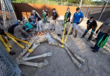 En un zoológico de Miami, 24 especialistas operaron y salvaron a una jirafa