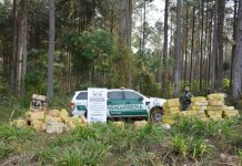 Decomisan en Misiones más de 2.600 kilos de marihuana