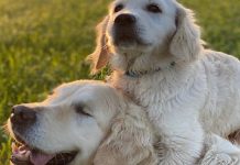 La historia del perrito ciego que tiene su propio perro guía: Tao y Oko