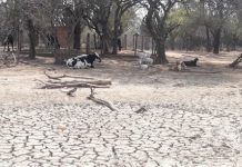 El chaco salteño atraviesa la peor sequía de los últimos 40 años