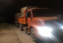 Continúan en Salta los desmontes y la tala indiscriminada