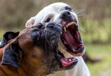 En Salta 994 personas fueron mordidas por perros en 2025: 583 fueron en la Capital