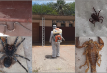 Fumigaron escuelas rurales de Anta y aparecieron todo tipo de alimañas