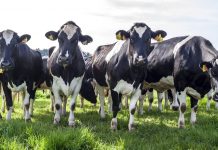 El Gobierno flexibiliza el cepo a exportaciones de carne y rehabilita las ventas a China