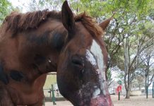 Un influencer juntó $10 millones y viajó a rescatar animales de los incendios en Corrientes