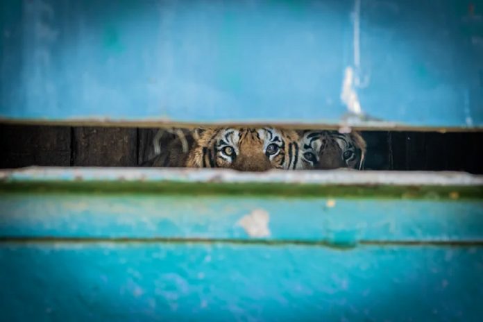 tigres del tren