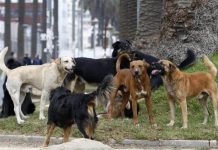 Condenan a un hombre de Tres Cerritos por maltrato y crueldad animal