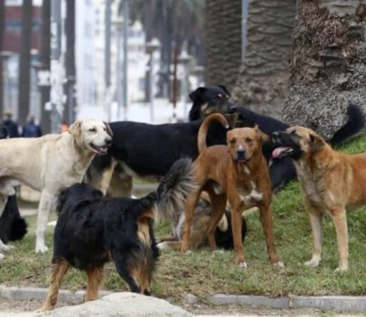 Condenan a un hombre de Tres Cerritos por maltrato y crueldad animal