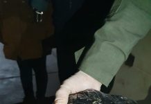 Detienen a una mujer con más de medio kilo de marihuana en la terminal de Cafayate