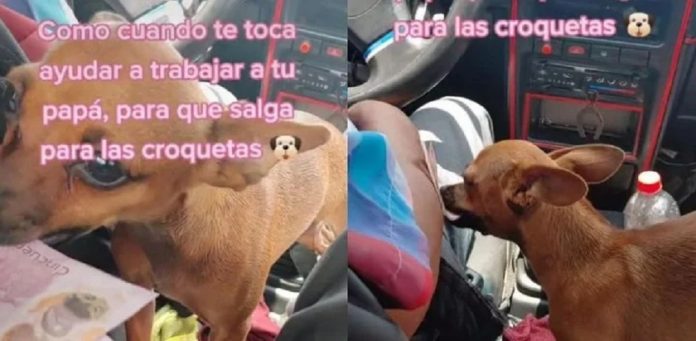 perrita con taxista