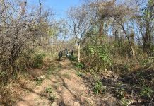 Gendarmería encontró 290 kilos de cocaína entre la maleza en el norte de Salta