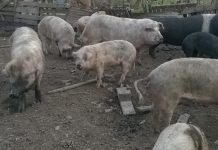 Asesinaron a un hombre de un balazo en la cabeza y arrojaron su cuerpo a los chanchos para que se lo coman