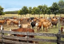 Empleados infieles en Metán: 3 detenidos por robar vacas