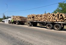 Decomisan en Aguaray, troncos de palo blanco y amarillo con documentación trucha