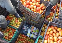 Ocultaron 100 kilos de hojas de coca en un camión con tomates que salió de General Pizarro