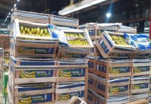 Salvador Muñoz invirtió US$ 15 millones en Salta para producir banana de alta calidad