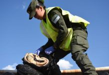 Golpe al contrabando: decomisaron 1.000 cueros de vaca y 250 toneladas de granos en Aguaray