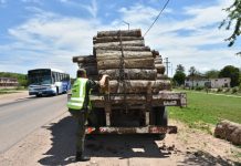 Secuestra gendarmería 499 postes de madera con documentación trucha en Aguaray