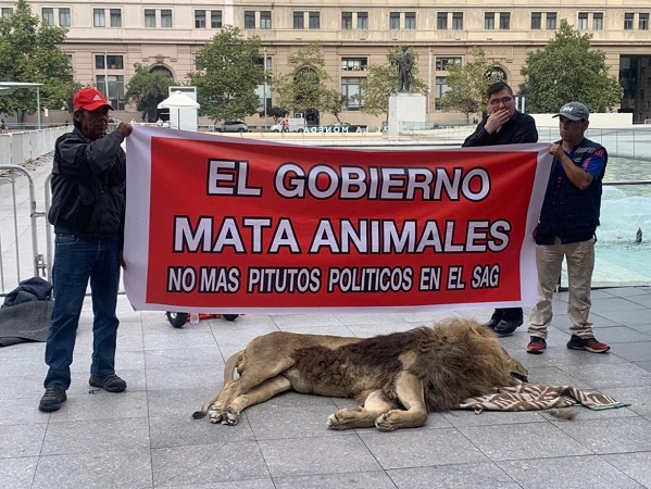leon muerto en chile