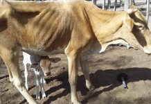 Murieron más de 3000 animales por falta de agua en el centro-norte de Santa Fe