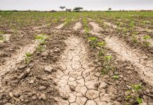 Jujuy: se registraron pérdidas en el sector productivo de hasta un 50% por la sequía