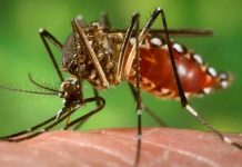 Alerta sanitaria: confirman en Salta 1.172 casos de chikungunya