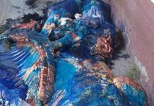 Decomisan 700 kilos de carne en mal estado en 2 carnicerías de Apolinario Saravia