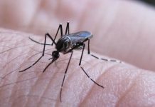 Salta registra 11 casos de chikungunya, 9 de ellos en San Martín y Orán