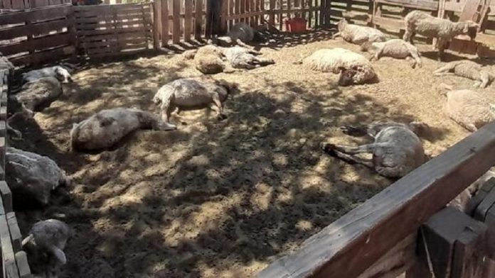 perro mato gallinas y ovejas