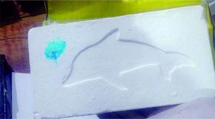 cocaina con delfin