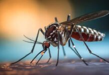 Salvador Mazza concentra el 66% de los casos de Chikungunya de Salta