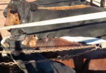 Robaron 13 vacas en Talavera y los detuvieron en Santiago del Estero cuando las transportaban