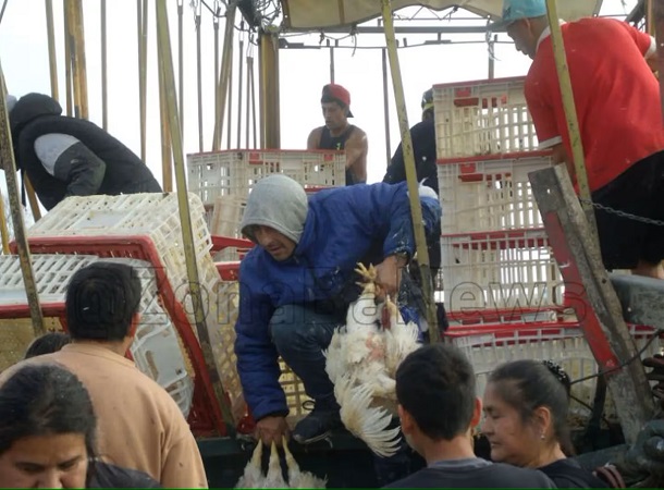 robo de pollos