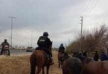 La Policía incautó 14 caballos en inmediaciones de Circunvalación y rutas 21, 26 y 68.