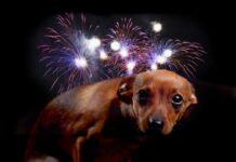 ¿Y los controles? En pleno centro vendían cohetes que están prohibidos