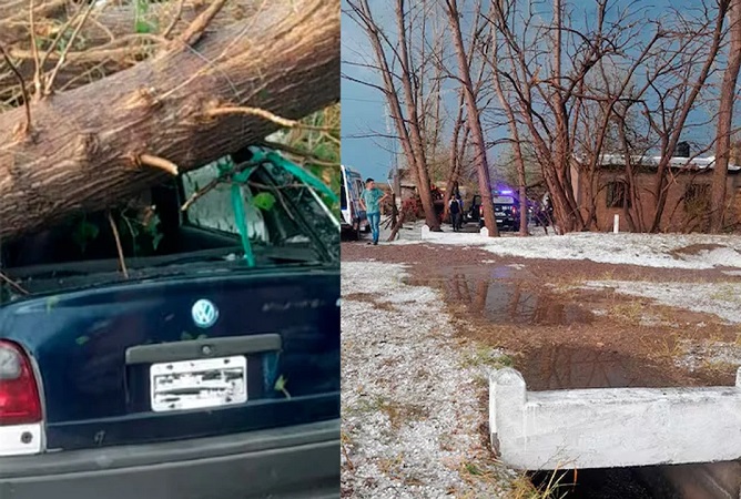 murio aplastado por un arbol