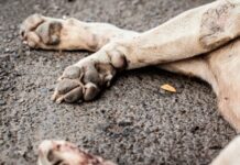 Entro a robar a una casa del B° Pablo Saravia y lesionó a un perro con un destornillador