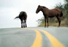 Va a juicio el dueño de los caballos que causaron un siniestro vial con víctima fatal y lesionados