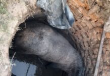 Bomberos Voluntarios sacaron a un caballo que había caído en un pozo ciego en El Quebrachal