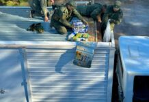 Partió de Salta un camión que ocultaba en el techo y acoplado 350 kilos de hojas de coca