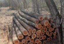 Se estaban por robar 400 postes de quebracho desde una finca en Anta