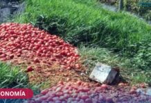 Productores de Colonia Santa Rosa desecharon 140 toneladas de tomate y denuncian el contrabando desde Bolivia