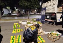Jujeño salió en un camión desde Perico con 85 kilos de cocaína ocultos entre bananas y papaya