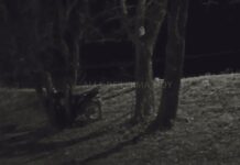 Moto ciclista ebrio choco contra un poste y luego se incrustó contra un árbol