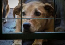 Jujuy: le abrió el vientre a su perra preñada con una hoja de afeitar, la mató y quedó detenida