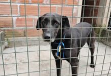 Lograron rescatar a 33 perros extraviados durante la fiesta del Milagro