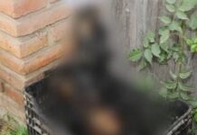 No van a prisión los hermanos de Oran que quemaron vivo a un perro