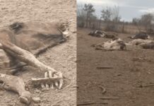 Escena macabra en Rosario de Lerma: Vacas y ovejas muertas y abandonadas a la intemperie