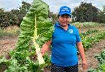 Una productora de verduras de Orán muestra el tamaño de una hoja de acelga